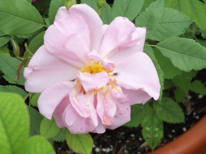  photo applejack_zpsaea562f7.jpg